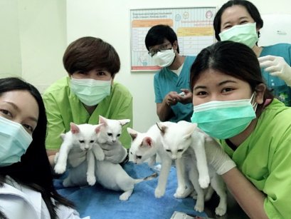 ทำไมเจ้าเหมียวต้องฉีดวัคซีน?